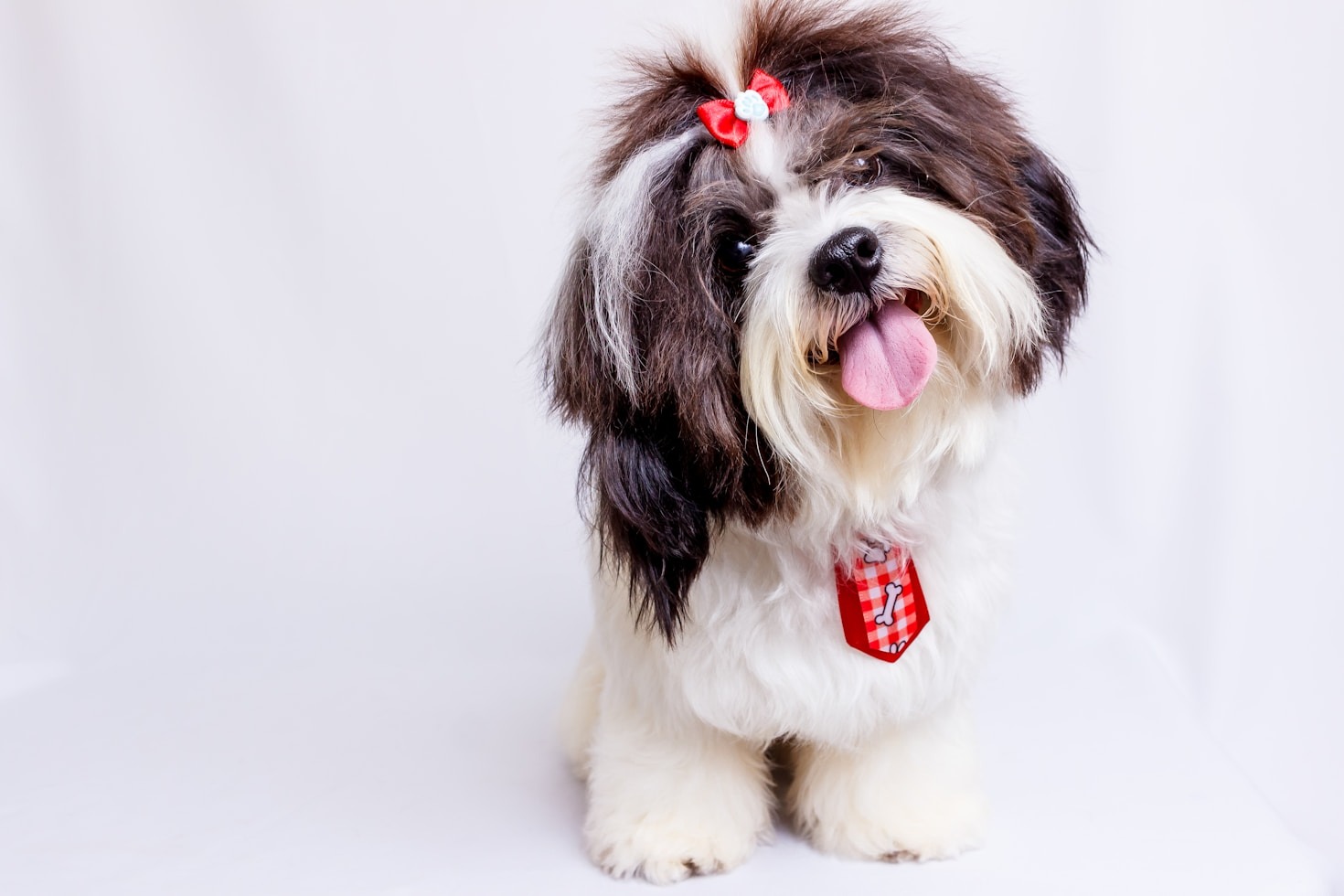 Masajes relajantes para reducir el estrés canino
