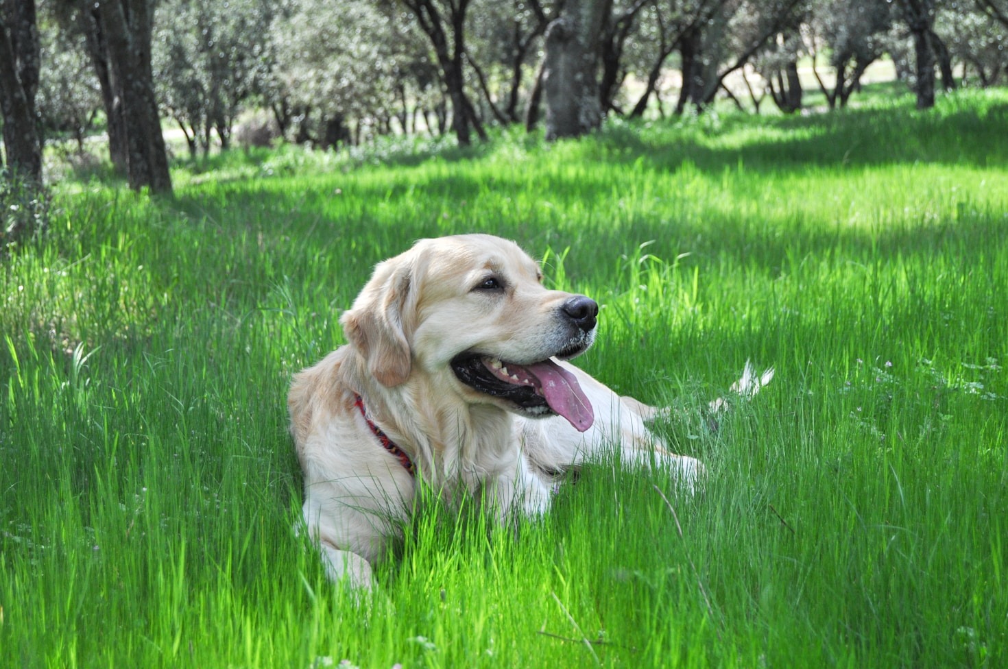 Cuidado natural para perros felices y tranquilos