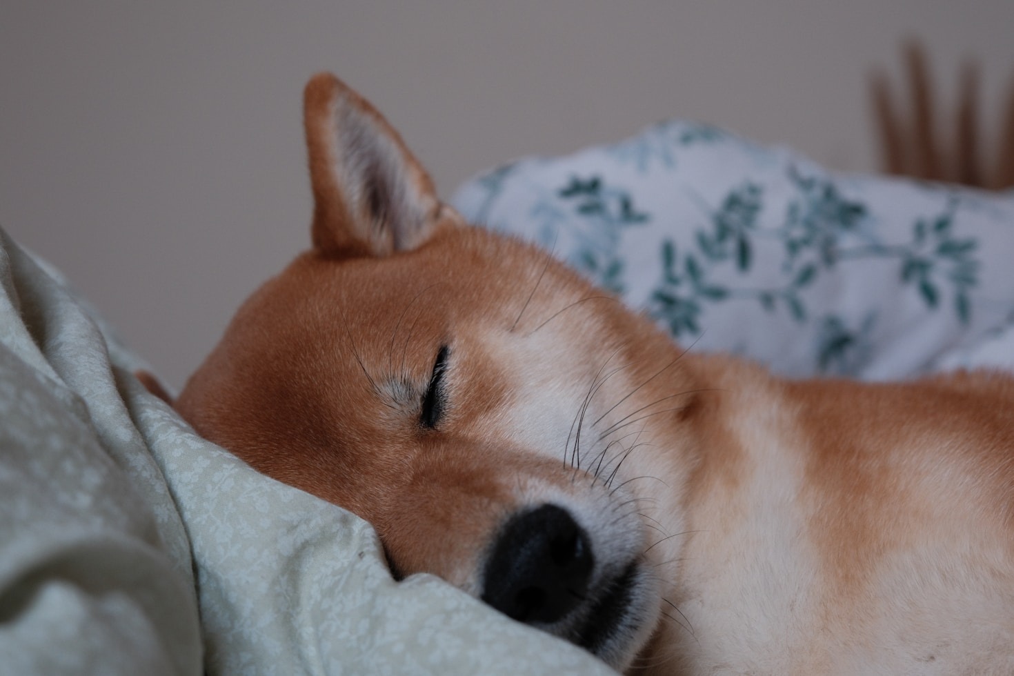 El impacto de los cuidados amorosos en la vida canina
